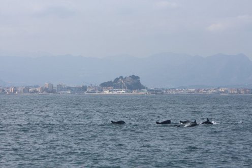 Dolphins