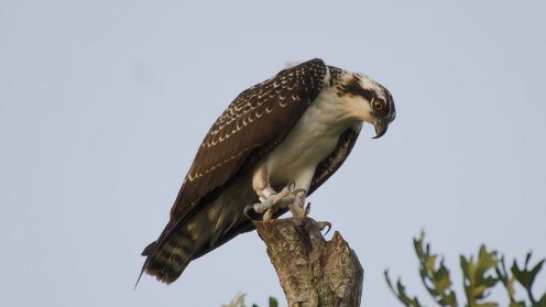 Osprey