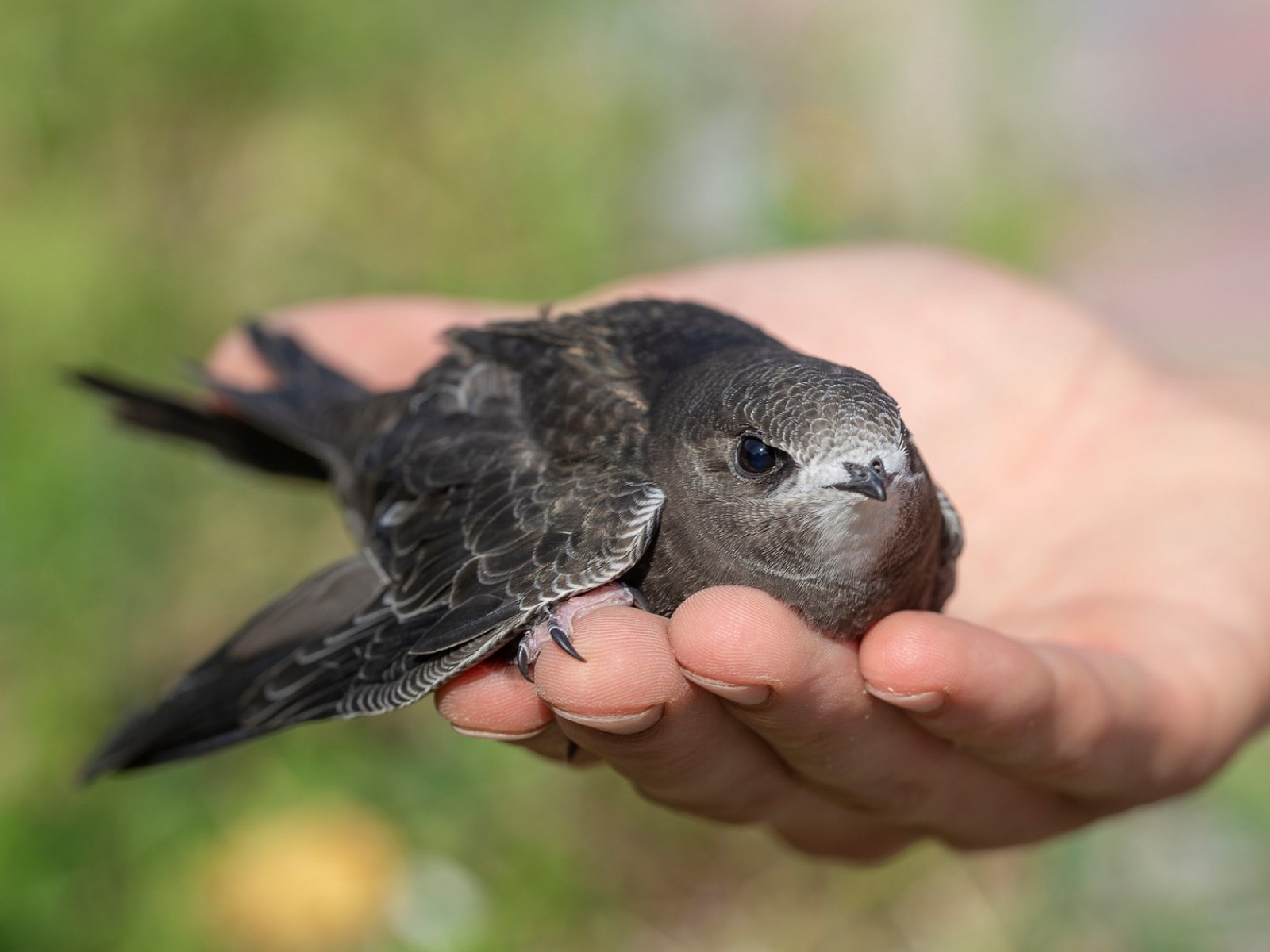 Baby Swift